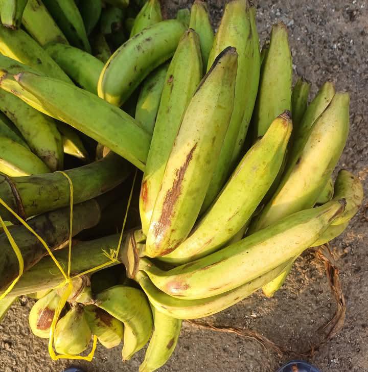 BANANE : Les exportations en hausse de 22,6% au Cameroun .